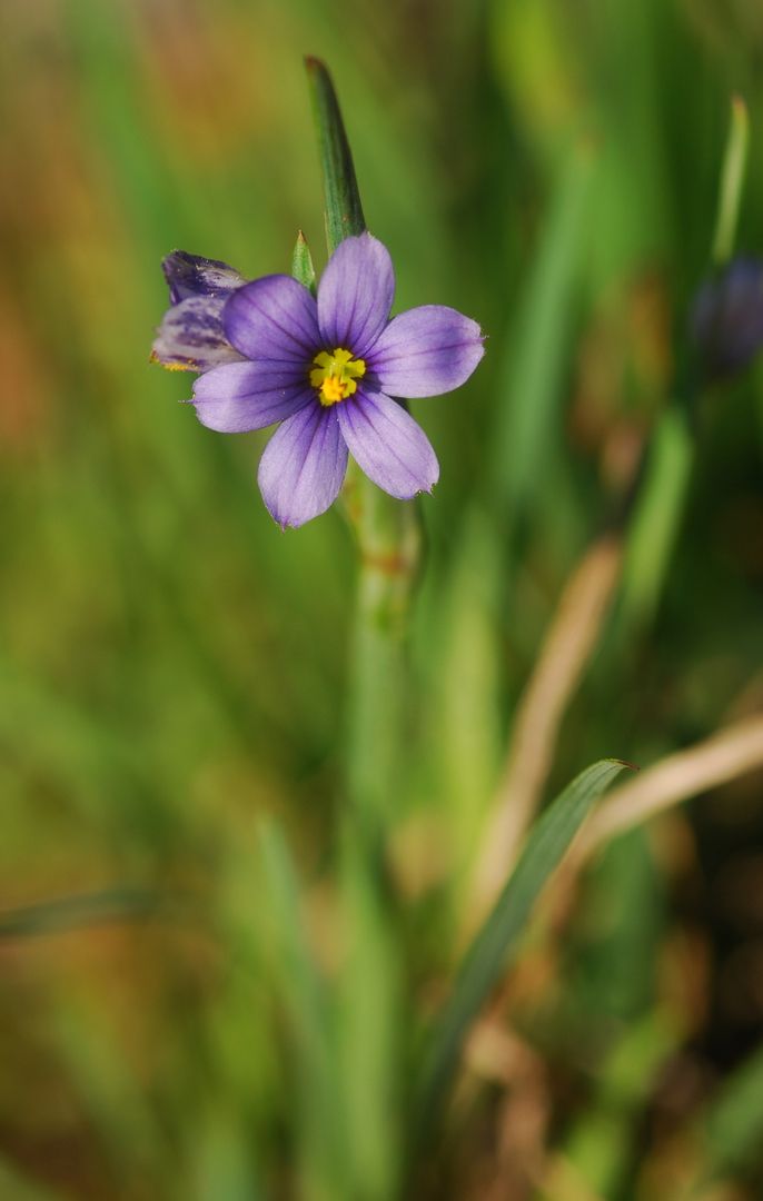 Sásbokor (kék)