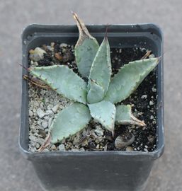Agave parryi (?), télálló