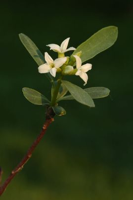 Havasi boroszlán (Daphne alpina)