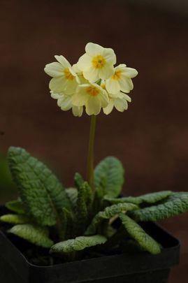 Sudár kankalin (Primula elatior)