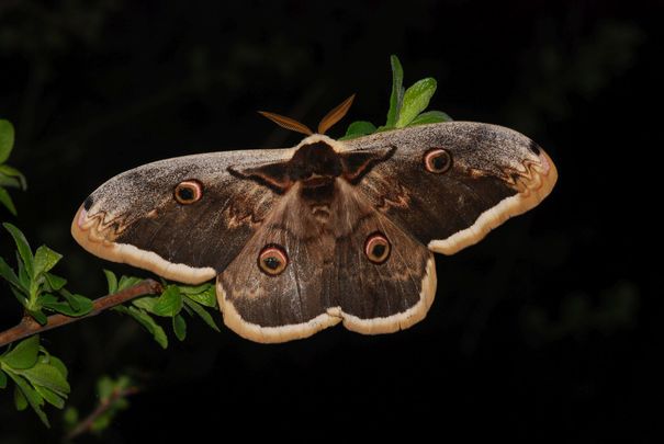 Nagy pávaszem (Saturnia pyri)