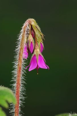 Nyakperecfű (Cortusa sachaliensis)