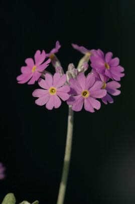 Hosszúvirágú kankalin (Primula halleri)