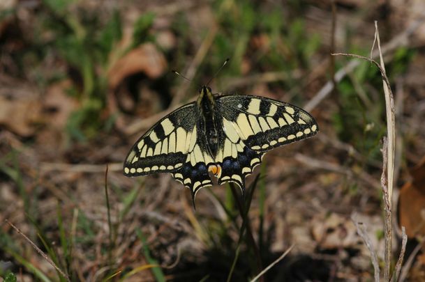 Fecskefarkú lepeke (Papilio machaon)