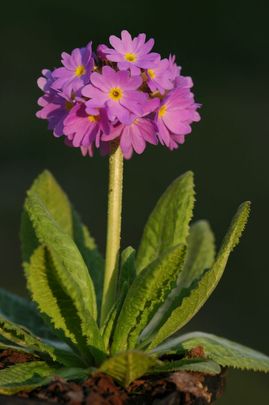 Gömbös kankalin (Primula denticulata)