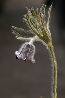 Fekete kököcsin (Pulsatilla pratensis nigricans)