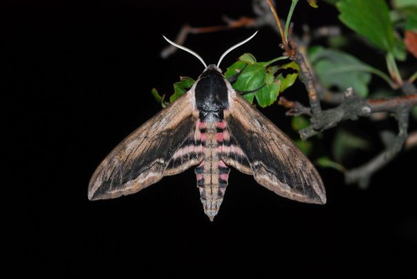 Fagyalszender (Sphinx ligustri)