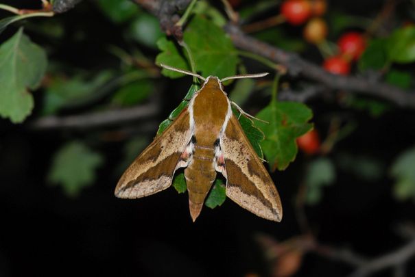 Kutyatejszender (Hyles euphorbiae)