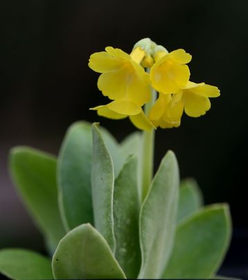 Füles kankalin (Primula auricula)