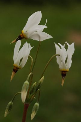 Cifra bálványvirág (Dodecatheon maedia)