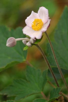 Kínai szellőrózsa (Anemone japonica)