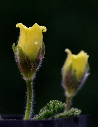 Kaukázusi kökörcsin (Pulsatilla albana)