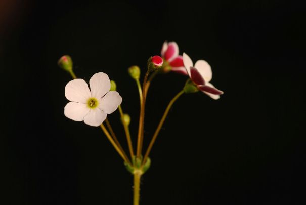 Gombafű (Androsace strigillosa)