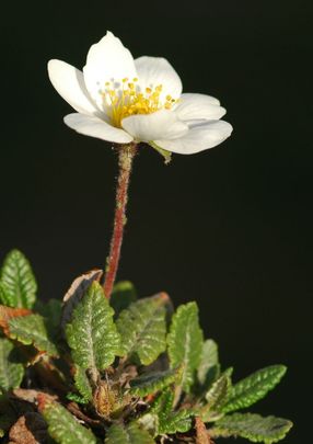 Magcsákó (Dryas_octopetala)