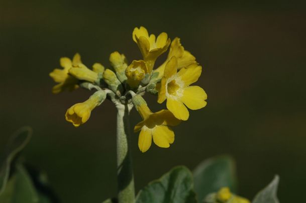 Kankalin (Primula sp)