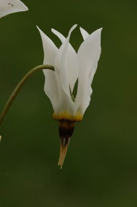 Cifra bálványvirág (Dodecatheon maedia)