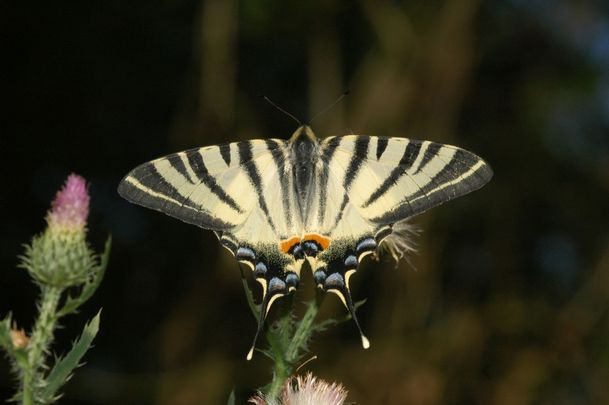 Kardoslepke (Iphiclides podalirius)