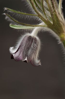 Fekete kököcsin (Pulsatilla pratensis nigricans)