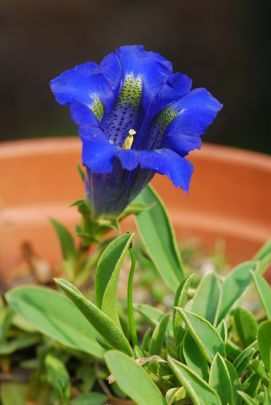 Szártalan tárnics (Gentiana acaulis)