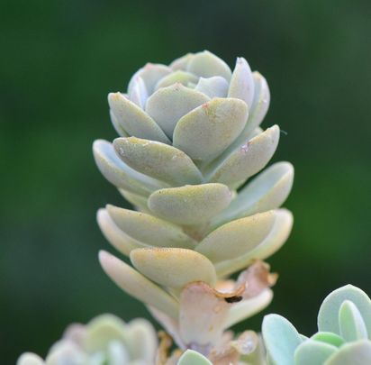 Mongol köviózsa (Orostachys sp.)