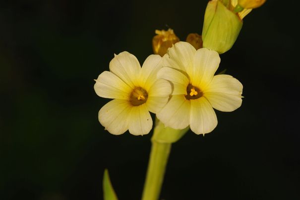 Sárga sásbokor (Sisyrinchiium striatum)