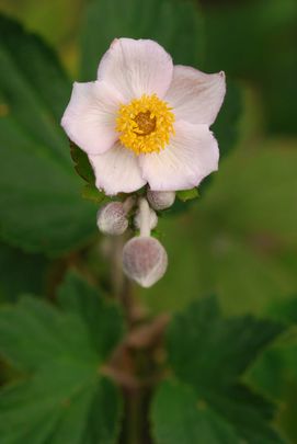 Kínai szellőrózsa (Anemone japonica)