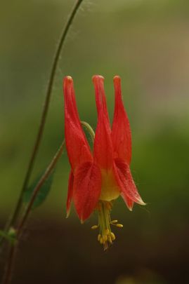 Kanadai harangláb (Aquilegia canadensis)