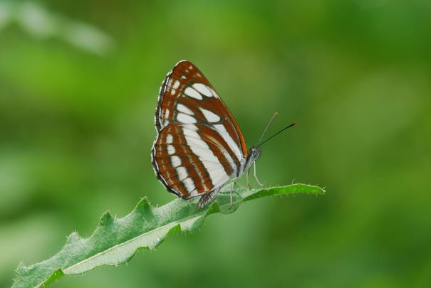 Kis fehérsávoslepke (Neptis sappho)