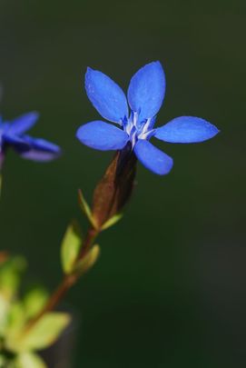 Tavaszi tárnics (Gentiana verna)