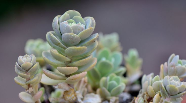 Mongol köviózsa (Orostachys sp.)