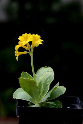 Füles kankalin (Primula auricula)