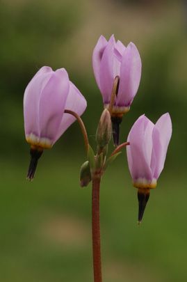 Csinos bálványvirág (Dodecatheon pulchellum)