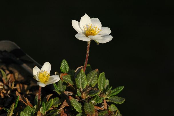 Magcsákó (Dryas hookeriana)