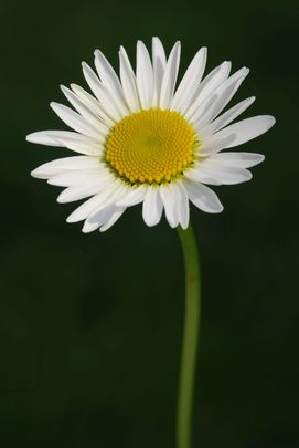 Havasi margitvirág (Leucanthemopsis alpina)