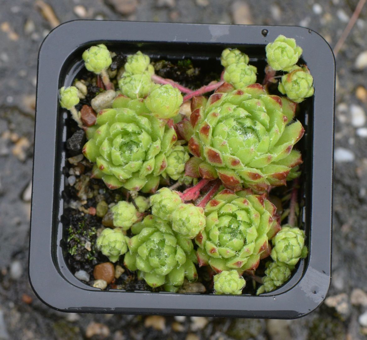 Sempervivum 'Perseus'