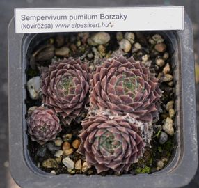 kövirózsa (S. pumilum (Borzaky))