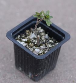 Gibraltári tatárvirág