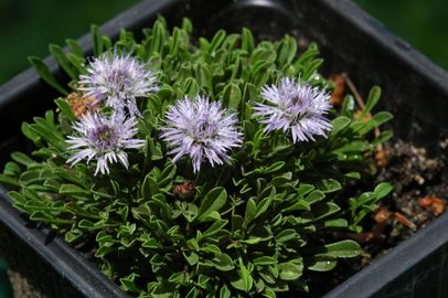 Gömbös gubóvirág