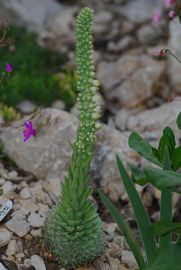 Szúróshegyű mongolkövirózsa