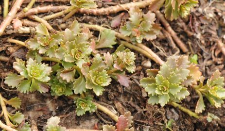 Örökzöld varjúháj