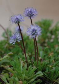 Szíveslevelű gubóvirág