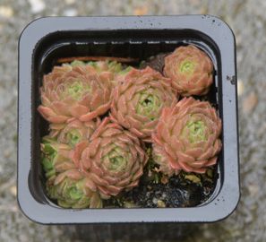 Ázsiai kőrózsa sp 3