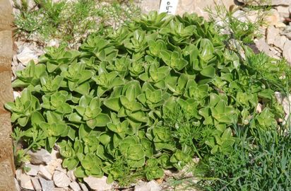 Lekerekített varjúháj