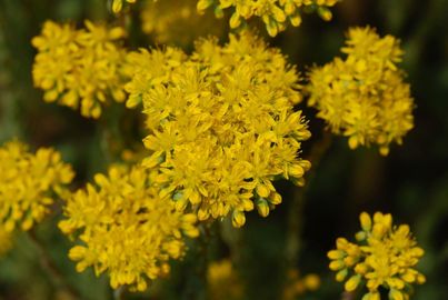 Csomóslevelű varjúháj