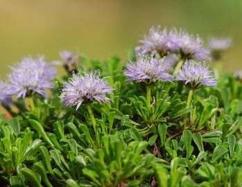 Gömbös gubóvirág