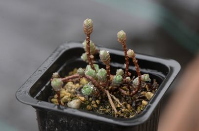 Himalájai varjúháj