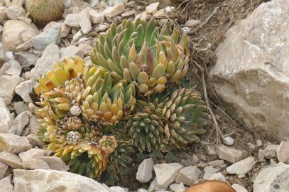 Szúróshegyű mongolkövirózsa