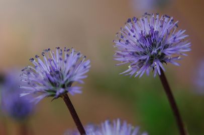 Szíveslevelű gubóvirág