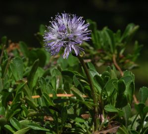 Szíveslevelű gubóvirág