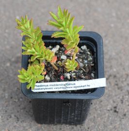 Keskenylevelű varjúháj (világosabb levelű)